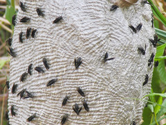 Parachartergus fraternus