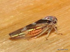 Populicerus formosus