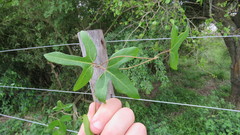 Aristolochia macroura