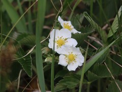 Fragaria viridis