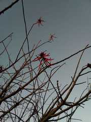 Erythrina americana