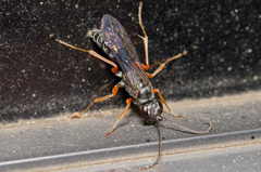 Auplopus mellipes