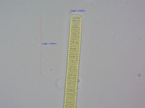 Oscillatoria princeps observed 2026-06-05