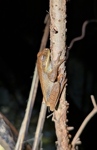 Pasco Tree Frog, Boana aguilari