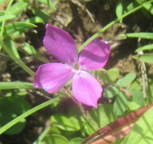 Phlox cuspidata, photograph 1