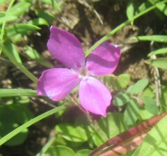 Phlox cuspidata, photograph (c) Linda Jo Conn, some rights reserved (CC BY)