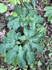 Arisaema ilanense