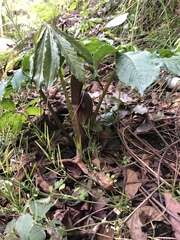 Arisaema ilanense