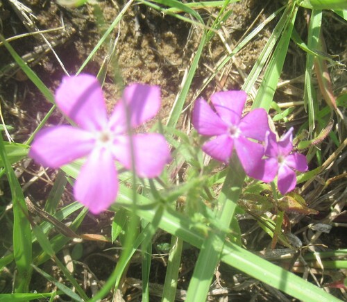 Phlox cuspidata