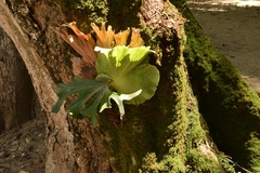 Platycerium wallichii