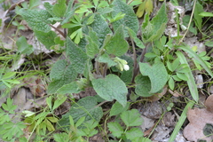 Symphytum tauricum