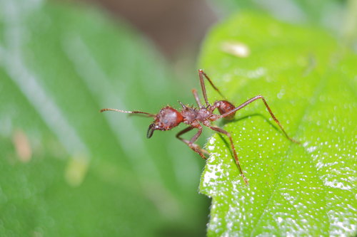 Chicatana Leafcutter Ant