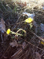 Tussilago farfara