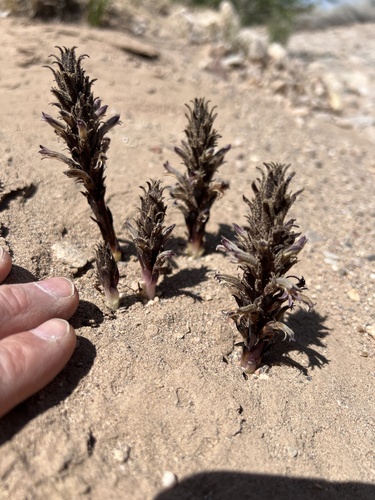 desert broomrape