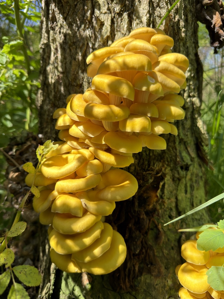 Golden Oyster Mushroom · May 2026 · photo: Photo: (c) Nat Gorka, some rights reserved (CC BY) · iNaturalist