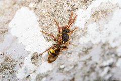 Nomada marshamella