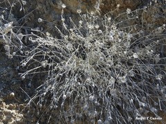 Centaurea hyssopifolia