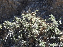 Herniaria fruticosa