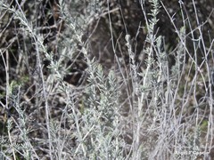 Teucrium polium