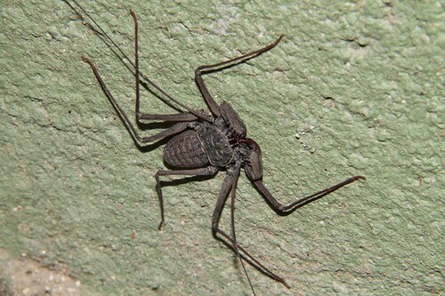 Phrynus operculatus