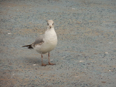 Larus delawarensis