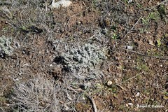 Teucrium gnaphalodes