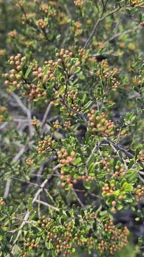 Phebalium squamulosum iNat (3)