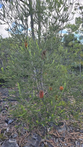 Banksia ericifolia