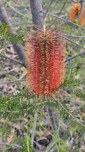 Banksia ericifolia