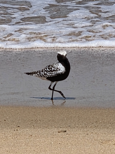 iNaturalist: (c) squashie, some rights reserved (CC BY-NC), uploaded by squashie iNaturalist image