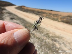Santolina chamaecyparissus