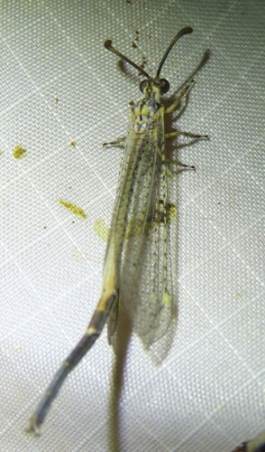 Clathroneuria coquilletti