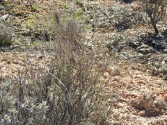 Bupleurum fruticescens