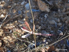Euphorbia nicaeensis