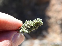 Teucrium gnaphalodes
