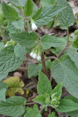 Symphytum tauricum