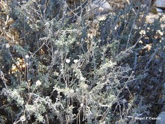 Santolina chamaecyparissus