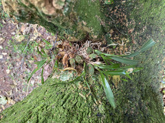 Gomesa bifolia, photograph (c) jlsnaddon, some rights reserved (CC BY)