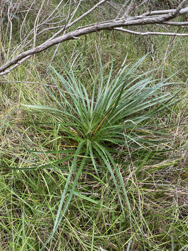 Eryngium horridum, photograph 3