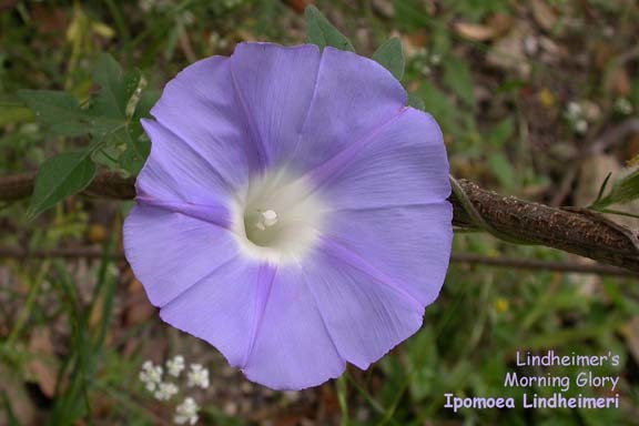 Ipomoea lindheimeri