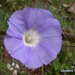 Lindheimer's Morning Glory - Photo (c) Len Blumin, some rights reserved (CC BY-NC-ND)