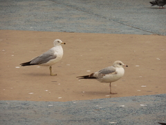 Larus delawarensis