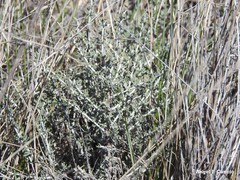 Santolina chamaecyparissus