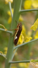 Homalodisca insolita