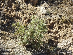 Helianthemum squamatum