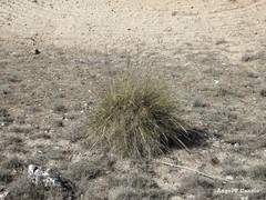 Macrochloa tenacissima