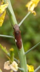 Homalodisca insolita