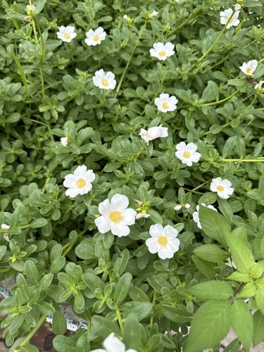 wingpod purslane