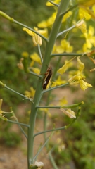 Homalodisca insolita