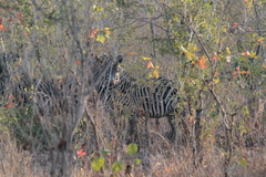 Equus quagga crawshayi